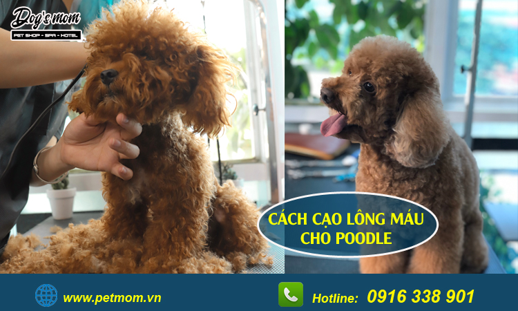 Cách cạo lông máu cho poodle 