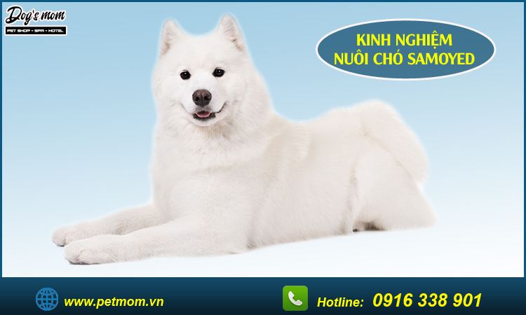 Kinh nghiệm nuôi chó samoyed 